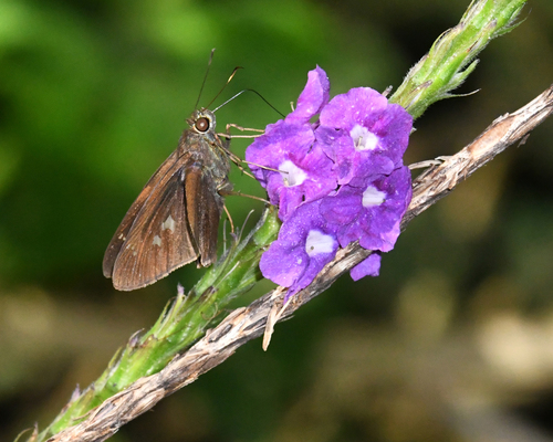 Compliant Skipper