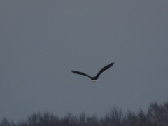 Haliaeetus albicilla