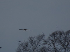 Haliaeetus albicilla