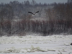 Haliaeetus albicilla