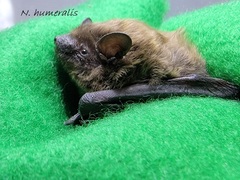 Nycticeius humeralis
