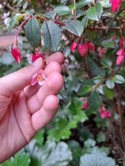Angiospermae