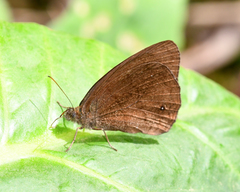 Forsterinaria stella