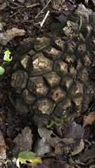 Dioscorea mexicana
