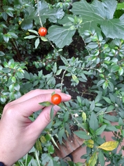 Solanum pseudocapsicum