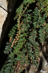 Myriopteris gracillima