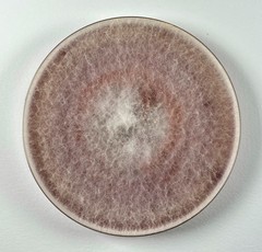 Fusarium