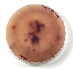 Fusarium