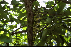 Trioceros melleri