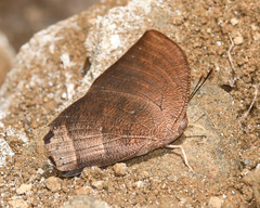 Fountainea nessus