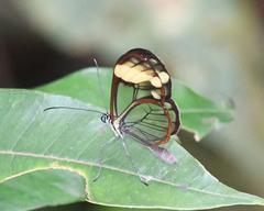 Greta libethris libethris