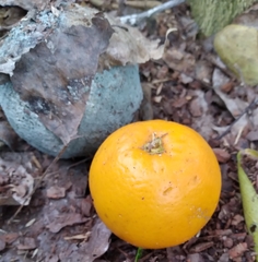 Penicillium italicum