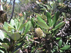 Banksia saxicola