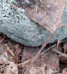 Penicillium italicum