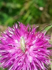 Oncotylus viridiflavus