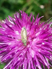 Oncotylus viridiflavus