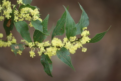 Acacia urophylla