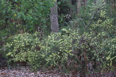 Acacia urophylla