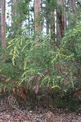 Acacia urophylla