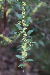 Acacia urophylla