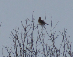 Turdus pilaris