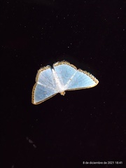 Leuciris