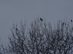 Turdus pilaris