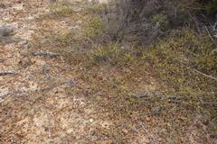 Aspalathus retroflexa retroflexa