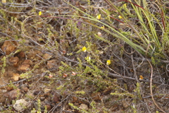 Aspalathus retroflexa retroflexa