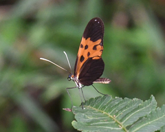 Heliconius numata