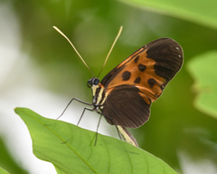 Heliconius numata