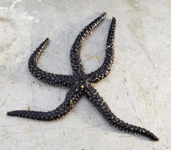 Stylasterias forreri