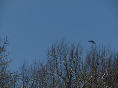 Haliaeetus albicilla