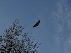 Haliaeetus albicilla