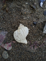 Trophon geversianus