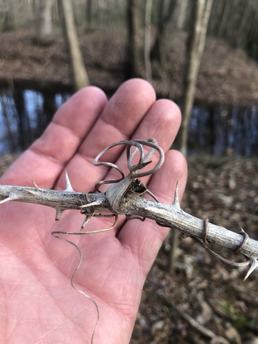 Lanceleaf Greenbrier