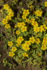 Erythranthe geniculata