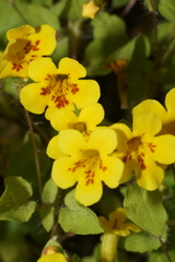 Erythranthe geniculata