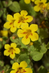 Erythranthe geniculata