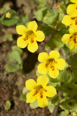 Erythranthe geniculata