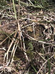 Sericornis frontalis