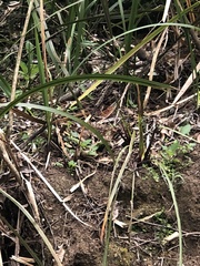 Sericornis frontalis