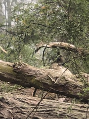 Sericornis frontalis