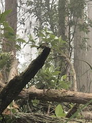 Sericornis frontalis