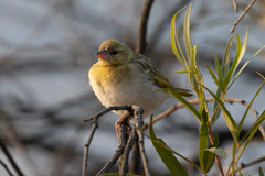 Ploceus cucullatus
