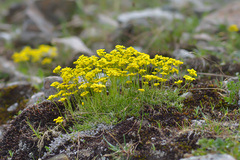 Draba scabra