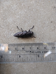 Chalcophora virginiensis