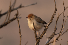 Cisticola chiniana