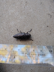 Chalcophora virginiensis