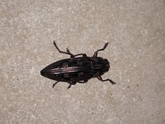 Chalcophora virginiensis